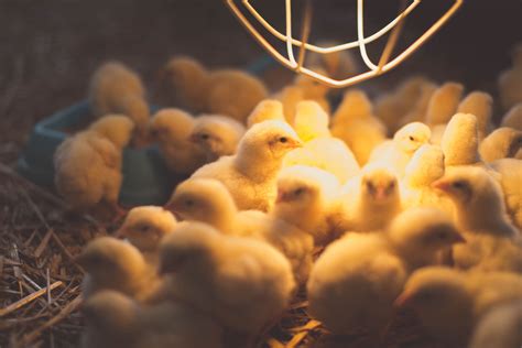crispr offers glowing solution to male chicks culling problem crop