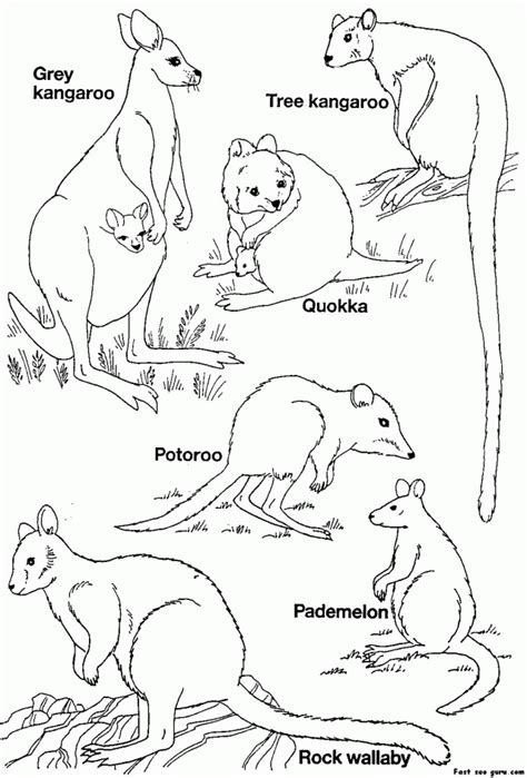 printable australian animals coloring australian coloring home