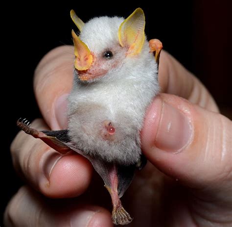 super cute honduran white bat facts fact animal