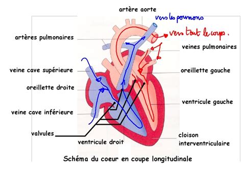 chapitre 2 le coeur et la circulation sanguine graine de cycle 4