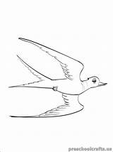 Coloring Swallow sketch template