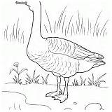 Colorare Kolorowanka Gęś Ganso Malvorlagen Goose Colorkid Ufer Coloriage Orilla Spacerze Oie Canta Floresta Pau Pica Oca Brzegu Riva Sulla sketch template