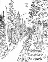 Coloring Forest Pages Conifer Mixed Choose Board Sheets Nature sketch template