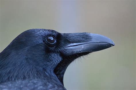 Ravens Might Possess A Theory Of Mind Say Scientists