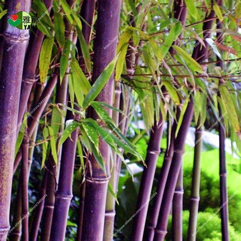 buy rare purple bamboo seeds lucky bamboo garden plants tree seeds garden