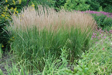 mid sized ornamental grasses  small gardens  grows