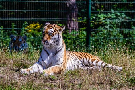 tiger  beekse bergens safaripark editorial stock image image  tiger tilburg