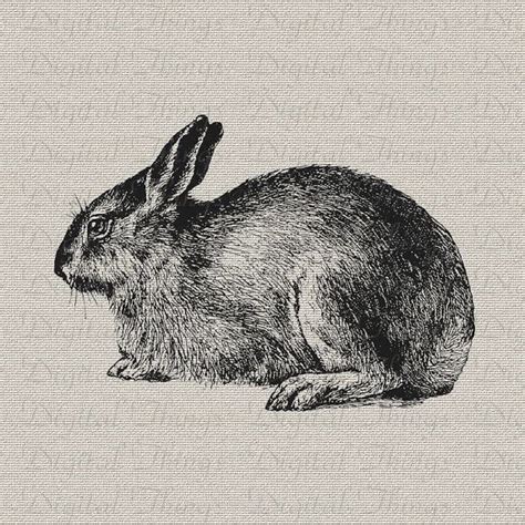 easter bunny rabbit dwarf hare animal art wall decor art etsy hare