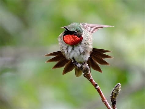 ruby throated hummingbird birds  blooms
