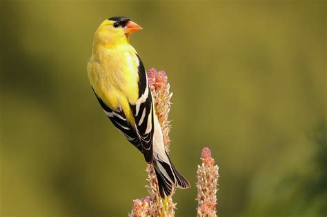 american goldfinches