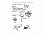 Coloring Zoology sketch template