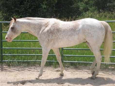 roper rocks sabino paint horse stallion source horses