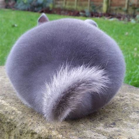 these perfectly round chinchilla butts are taking over the