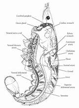 Crayfish System Circulatory Anatomy Open Dissection Carolina Earthworm Closed Internal Versus Diagram Biology Teacher Resources Life Lab Choose Board School sketch template