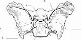 Sphenoid Ethmoid Temporal Bones Cord Spinal Amd Superior Wing sketch template