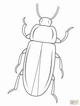 Beetle Escarabajos Mealworm Beetles Kleurplaat Hercules Otter Insect Printen Supercoloring Insectos Scarab sketch template