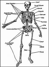 Skeletal System Coloring Drawing Pages Systems Getdrawings Body Getcolorings sketch template