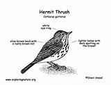 Thrush Hermit Diagram Res Hi sketch template