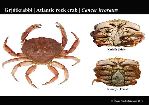 atlantic rock crab grjótkrabbi sexual dimorphism in