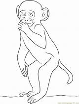 Coloring Rhesus Macaque Coloringpages101 Pages sketch template