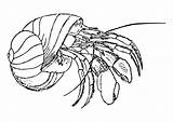 Crab Coloring Hermit Large sketch template