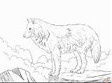 Wolves Getdrawings Fighting Drawing sketch template