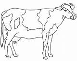 Cow Dairy Coloring4free Coloring Pages Related Posts sketch template