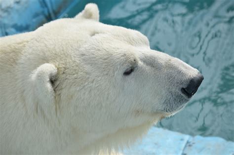 gratis afbeeldingen ursus maritimus ijsbeer dierentuin beer zoogdier fauna snuit