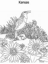 State Coloring Flower Bird Geography Kansas Ws Kidzone Both Usa sketch template