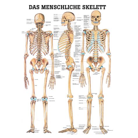 anatomische lehrtafel das menschliche skelett posterwissende