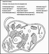 Organelles Worksheets Cells Prokaryote Cytology Biologycorner Chessmuseum Sponsored sketch template