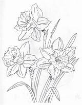 Coloring Pages Flower Daffodil Drawing Daffodils Ink Pen sketch template