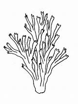 Coloring Pages Seaweed sketch template