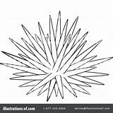 Sea Urchin Drawing Getdrawings Coloring sketch template