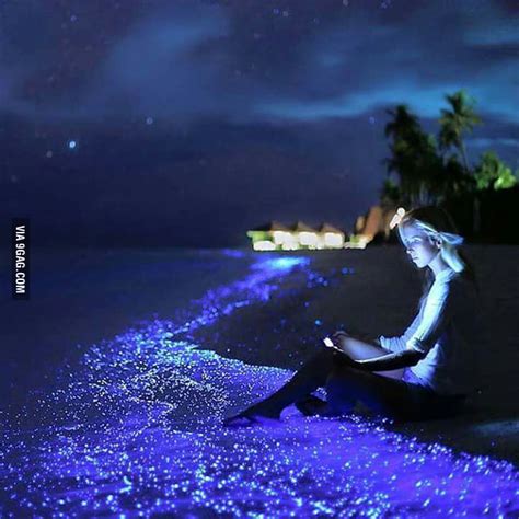 wallpaper sea  stars maldives
