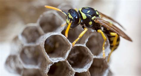 facts  paper wasps terminix