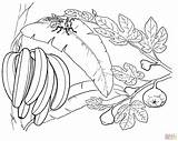 Coloring Pages Bananas Banana Printable Skip Main Tree Paper sketch template