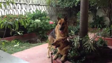 Horny German Shepherd Still Wants To Mate Mating In Dumaguete City