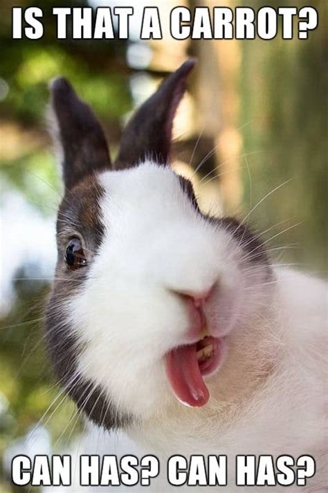 funny rabbit pictures    smile