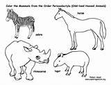 Mammals Rhinos Tapirs Zebras Toed Hooved Getdrawings sketch template