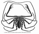 Scorpion Skitter Insect Amblypygi Curious Bogleech sketch template