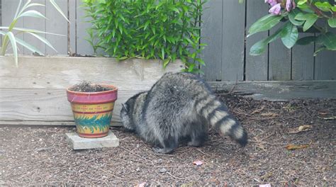 raccoon travels with towhee