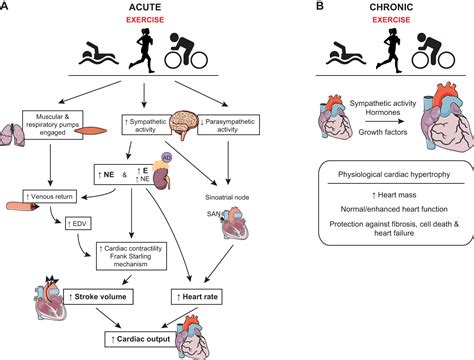understanding key mechanisms  exercise induced cardiac protection  mitigate disease current