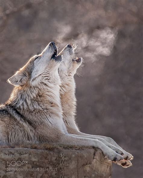1000 images about wolf on pinterest