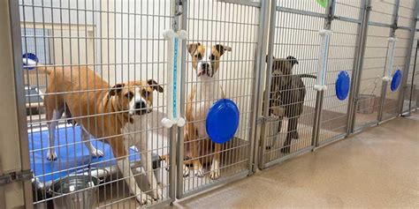 state   shelters lifeline animal project