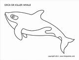 Whale Printable Orca Coloring Killer Pages Templates Template Firstpalette Printables Kids Fish Pattern Choose Board sketch template