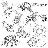 Clipart Creepy Insect Bug Clip Bugs Arachnid Insects Illustrations Piece Drawing Teacherspayteachers Webstockreview Preview sketch template