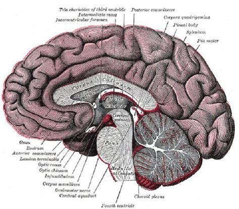 brain diagram labeled  brain diagram labeled words pinterest