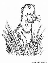 Otter Lottie Page3 Winniethepooh sketch template
