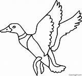 Mallard Flying Coloringall Template Animal sketch template